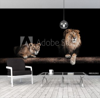 Picture of Lion and lioness Portrait of a Beautiful lions lions in the da